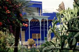 Image du Maroc Professionnelle de  Le Jardin Majorelle une pure merveille crée par le peintre français Jacques Majorelle, qui a eu le coup de foudre pour Marrakech. Yves Saint Laurent et Pierre Bergé font l’acquisition de ce havre de paix durant les années quatre-vingt où Yves Saint Laurent dessina plusieurs pièces. son voeux était de faire de ce parc une œuvre d’art vivante. On y découvre des plantes provenant des cinq continents, yuccas d’Océanie, lotus d’Asie, cactus d’Amérique, palmiers d’Afrique et cyprès d’Europe …, à Marrakech le Lundi 18 Août 1997. ((Photo / Abdeljalil Bounhar) 